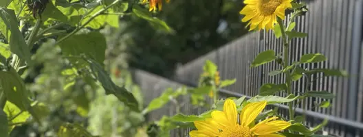 Solsikker